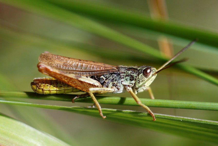 Chorthippus apricarius male (3788480294)