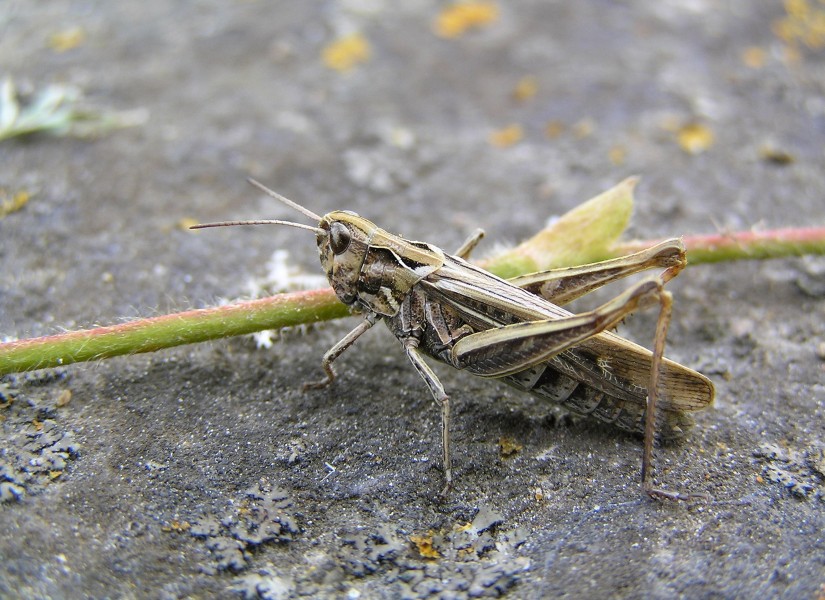 Chorthippus biguttulus Harilik rohutirts 01 estonia