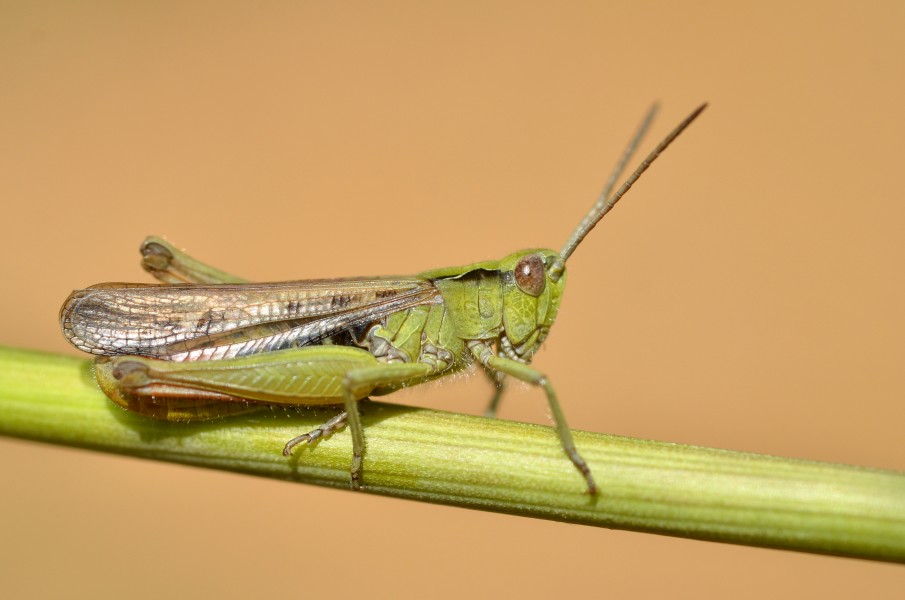 Chorthippus biguttulus male (10914592694)