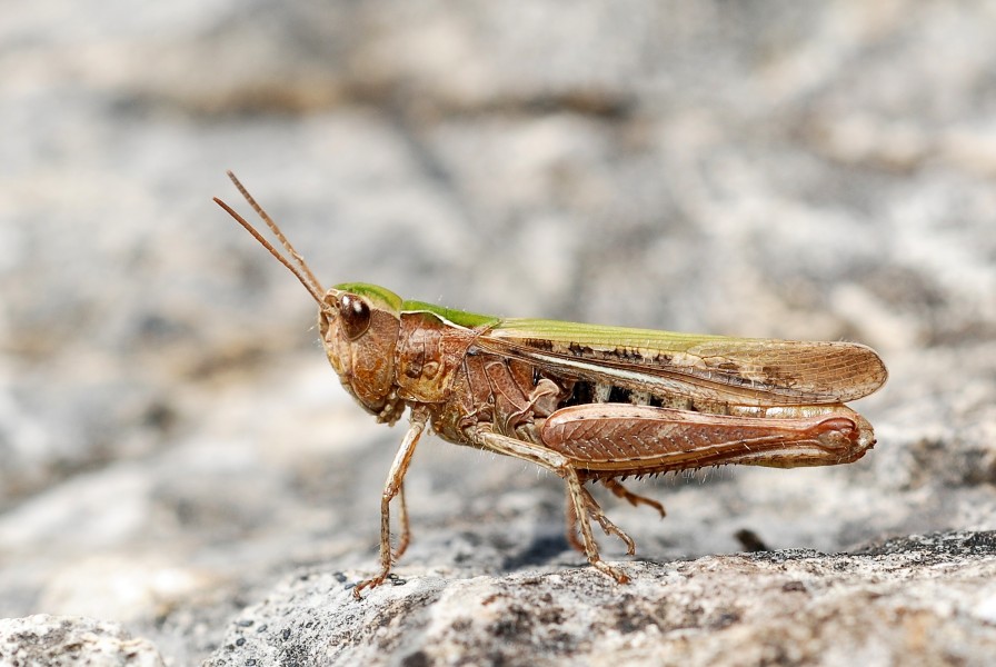 Chorthippus bigutulus female thermoregulating (3830864160)