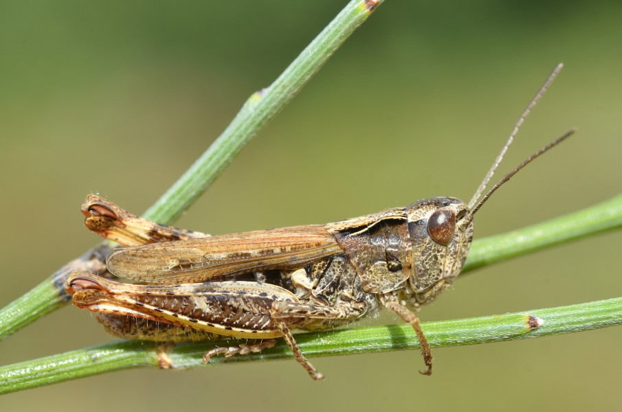 Chorthippus binotatus female (15031643861)