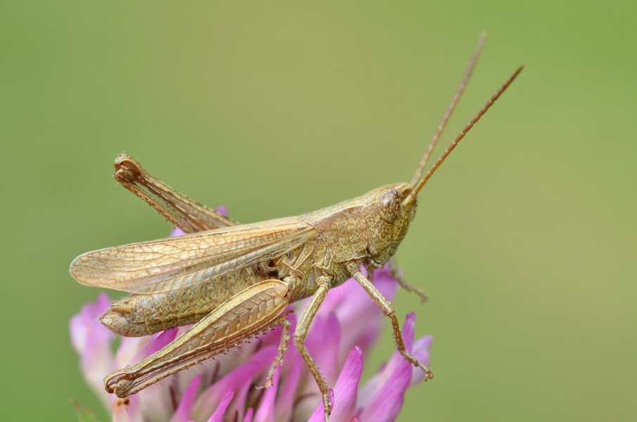 Chorthippus dorsatus male (11000826724)