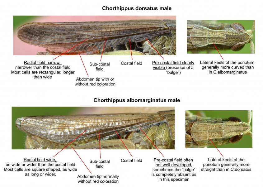 Chorthippus dorsatus vs C. albomarginatus male (11000834903)