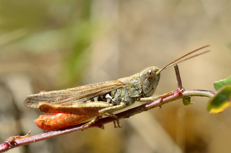Chorthippus mollis male (7973716372)
