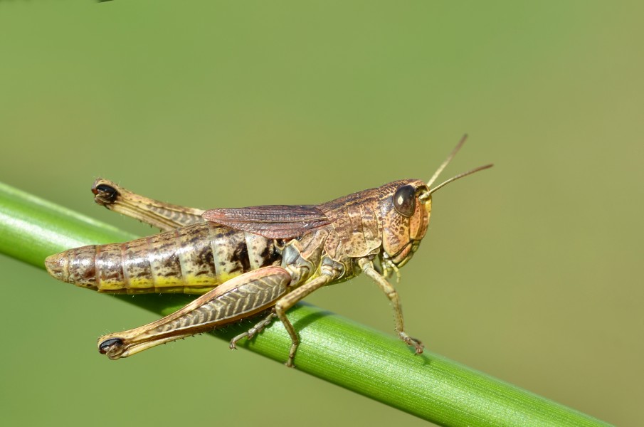 Chorthippus parallelus female (10914800743)