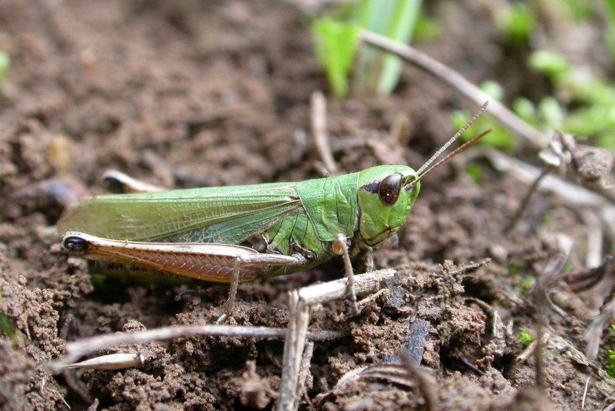 Chorthippus parallelus female - macroptera (2388153601)