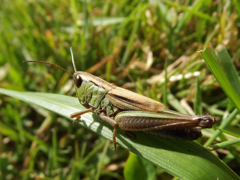 Chorthippus parallelus femelle 2