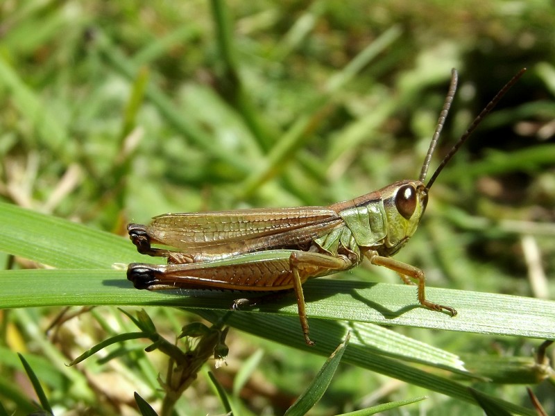 Chorthippus parallelus mâle 1