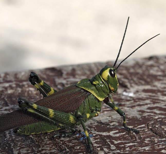 Chromacris sp 2