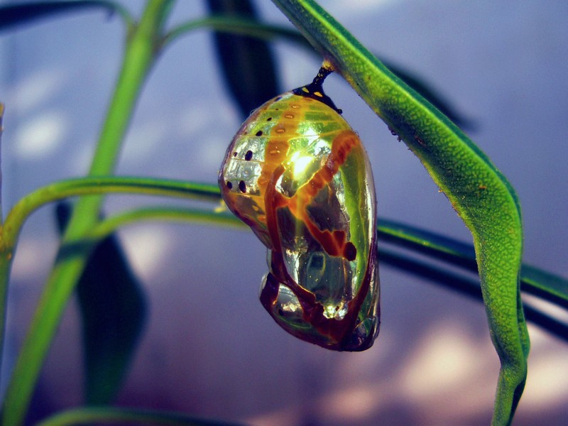 Chrysalis(Pupa) of a Common Crow Butterfly (Euploea core)