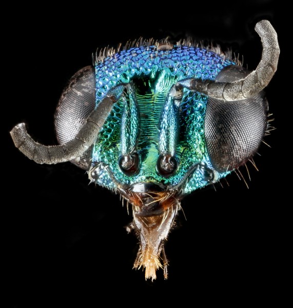 Chrysidid wasp, unknown, face 2012-06-15-17.01.58 ZS PMax (11611687294)
