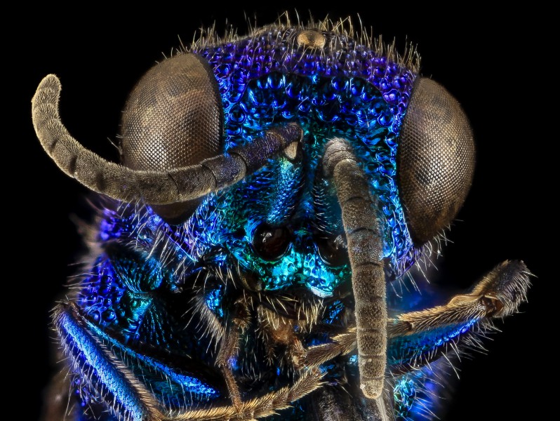 Chrysis pellucidula, U, Face, MD, Baltimore County 2014-03-07-18.26.36 ZS PMax-Recovered (13336542864)