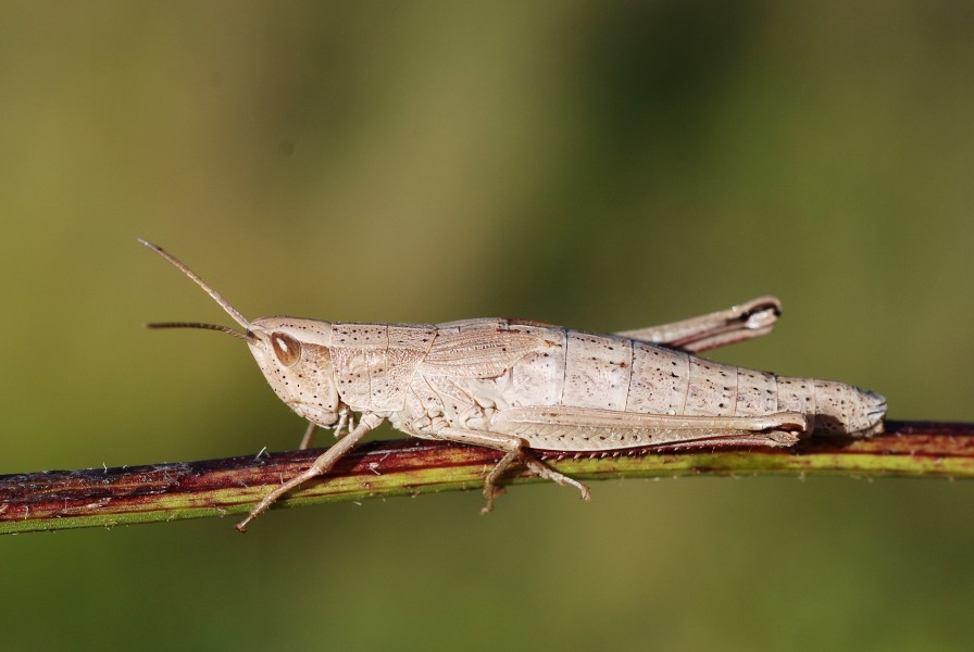 Chrysochraon dispar female (5031351944)