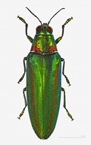 Chrysochroa rajah thailandica MHNT.ZOO.2004.0.520