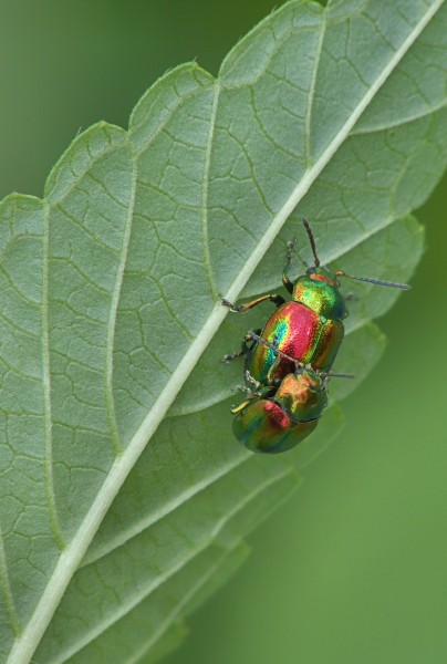 Chrysolina fastuosa, hennepnetelgoudhaantje (3)