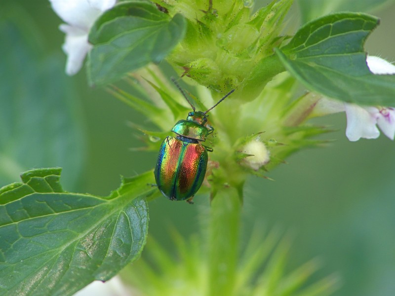 Chrysolina fastuosa, hennepnetelgoudhaantje (7)