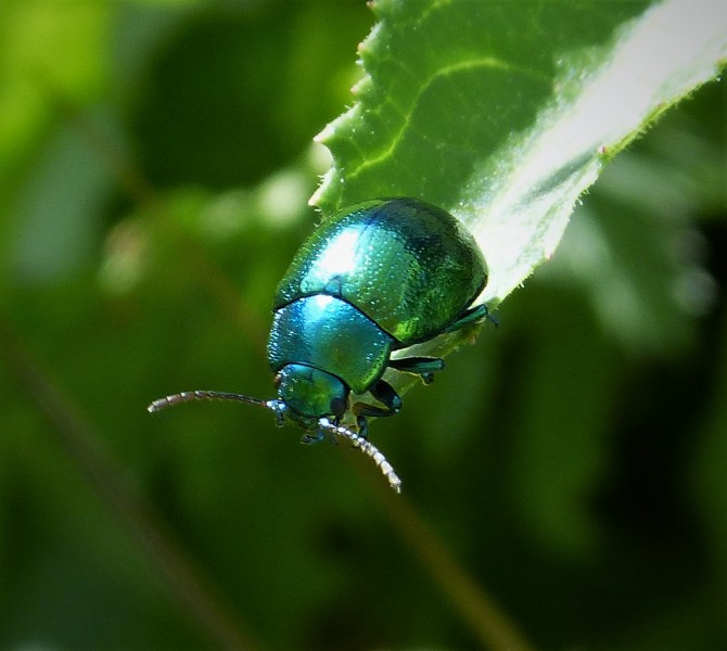 Chrysomelidae , probably Chrysolina herbacea (45764457051)