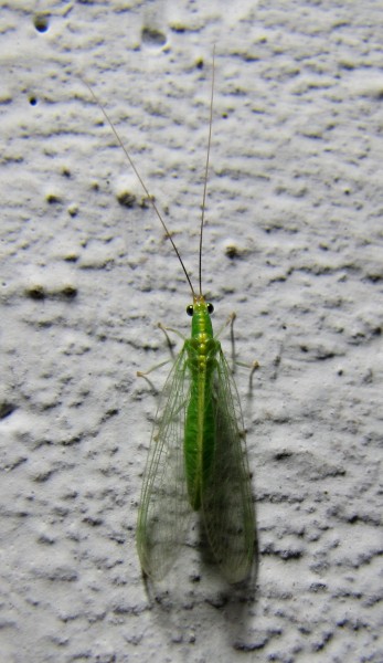 Chrysoperla carnea