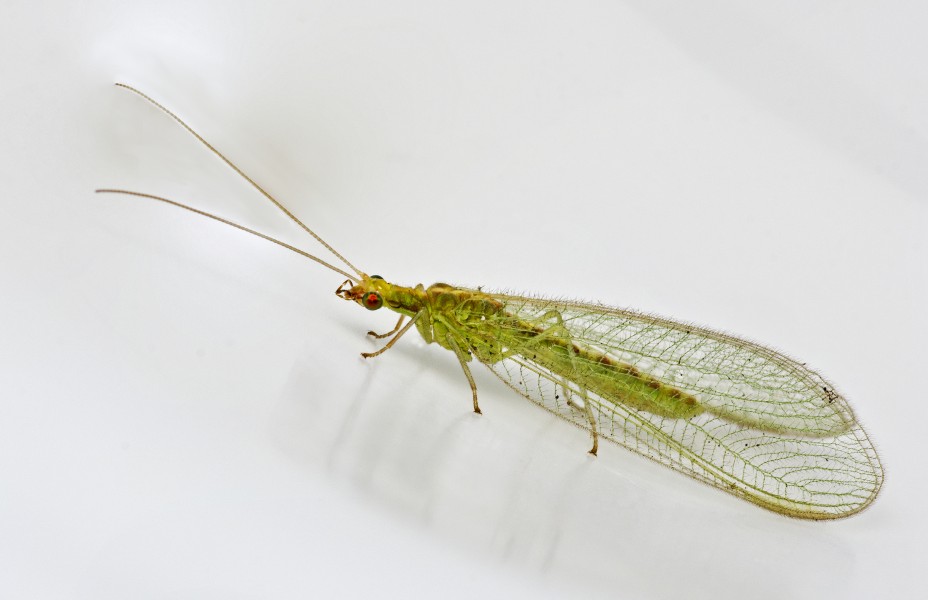 Chrysoperla carnea (25900961935)