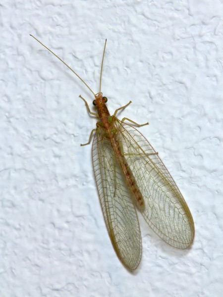 ChrysoperlaCarnea1
