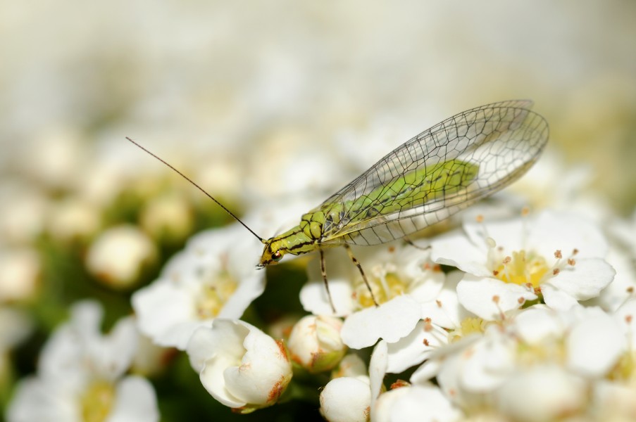 Chrysopidae sp (2)