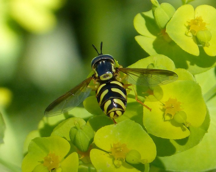 Chrysotoxum species - Flickr - gailhampshire