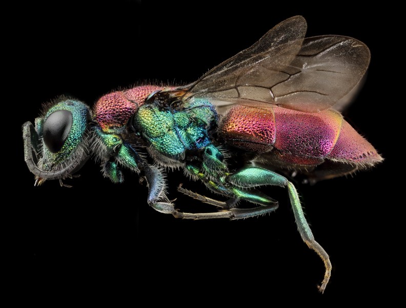 Chrysura species, chrysididae, kyrgystan, side 2014-08-10-10.08.35 ZS PMax (14965635907)