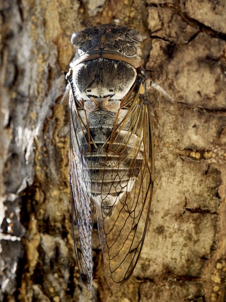 Cicadidae 2017 Koroni 01