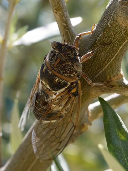 Cicadidae 2017 Koroni 02
