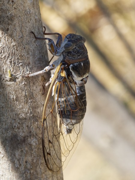 Cicadidae 2017 Koroni 03