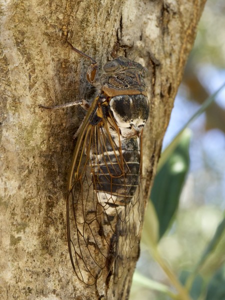 Cicadidae 2017 Koroni 04