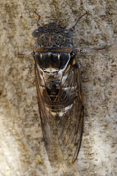 Cicadidae 2017 Koroni 06