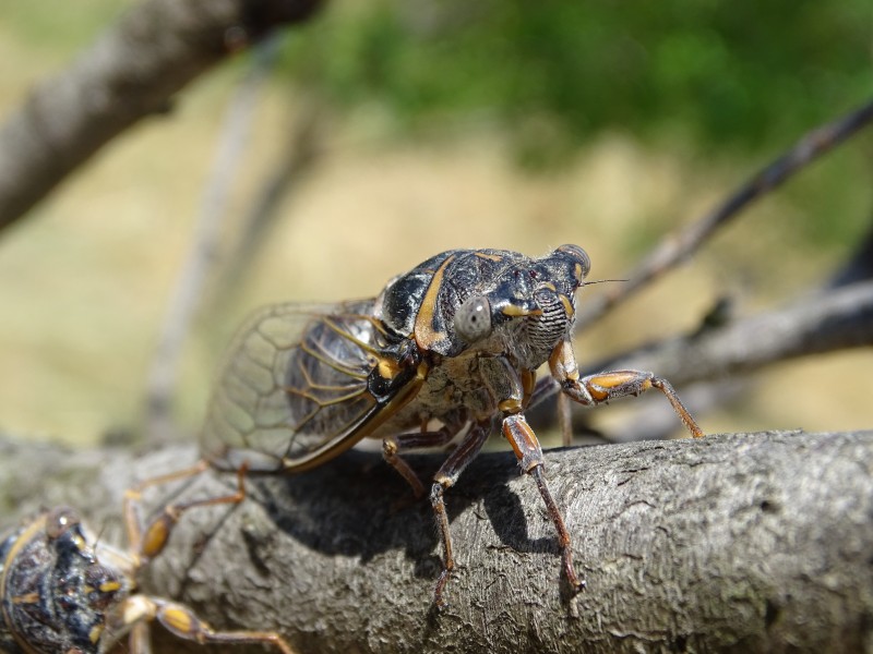 Cicadidae, Aude, France