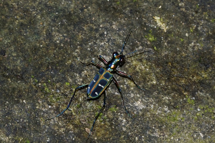 Cicindela 7541