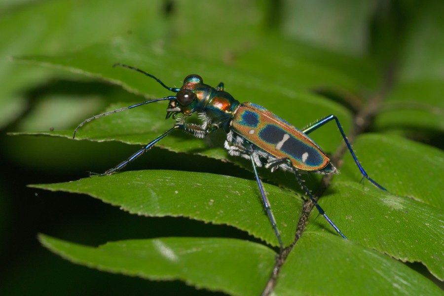 Cicindela duponti-Kadavoor-2016-06-14-001