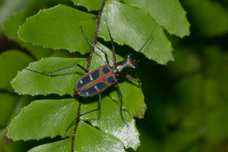 Cicindela duponti-Kadavoor-2016-06-17-001
