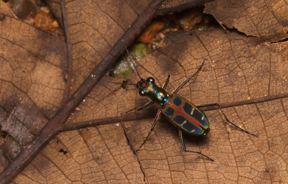 Cicindela duponti at Kadavoor