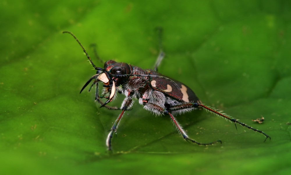 Cicindela hybrida 2 Richard Bartz