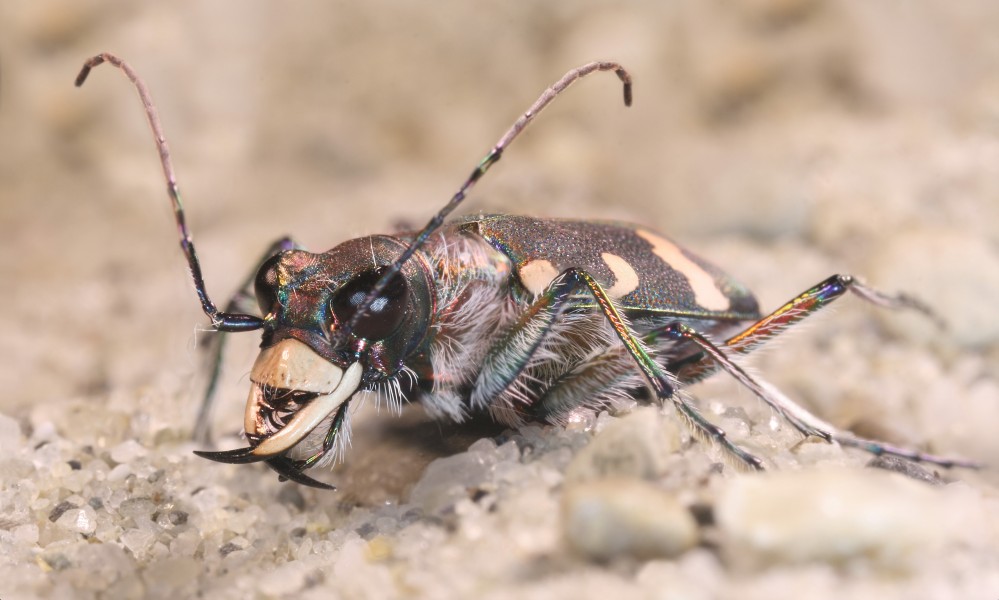 Cicindela hybrida 3 Richard Bartz