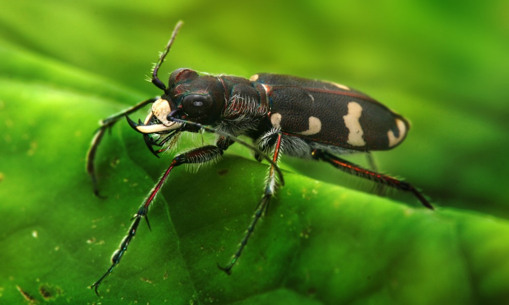 Cicindela hybrida Richard Bartz