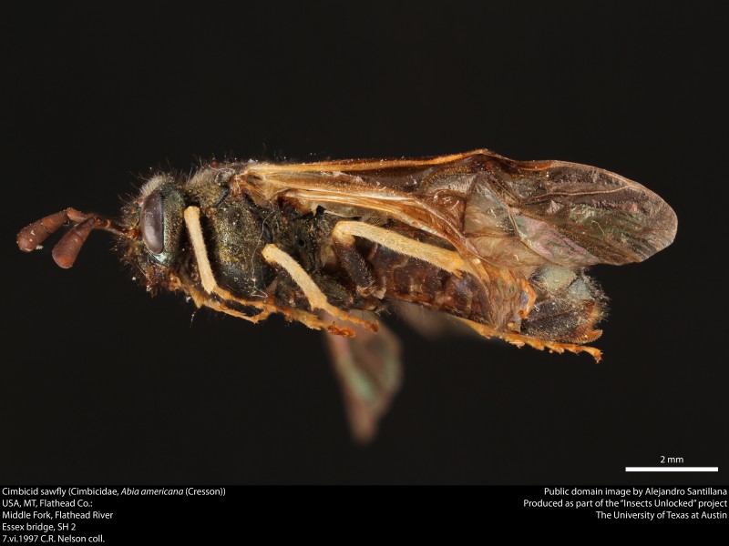 Cimbicid sawfly (Cimbicidae, Abia americana (Cresson)) (37765990112)