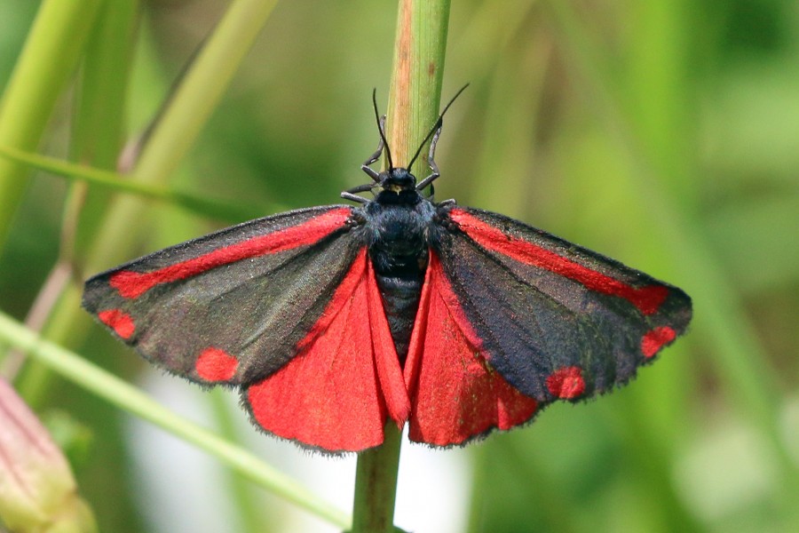 Cinnabar moth (Tyria jacobaeae)