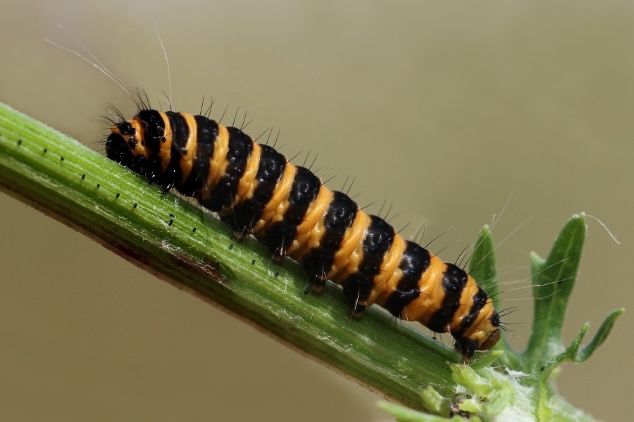 Cinnabar moth caterpillar (Tyria jacobaeae) 2
