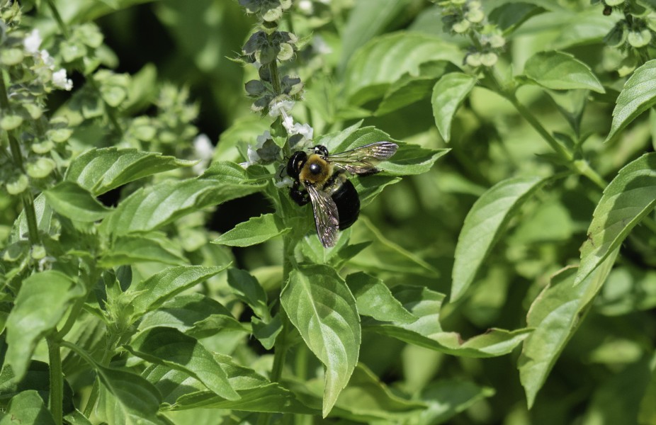 Cinnamon Basil and Bumblebee 2 LR