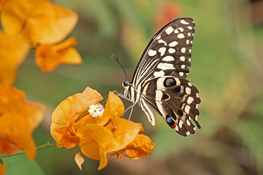 Citrus swallowtail (Papilio demodocus demodocus) underside Gam