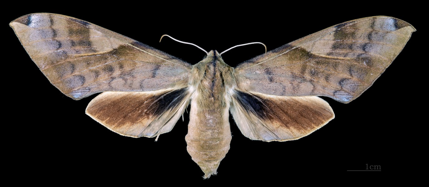 Clanis bilineata bilineata MHNT CUT 2010 0 104 Ban Van Heun Laos female dorsal