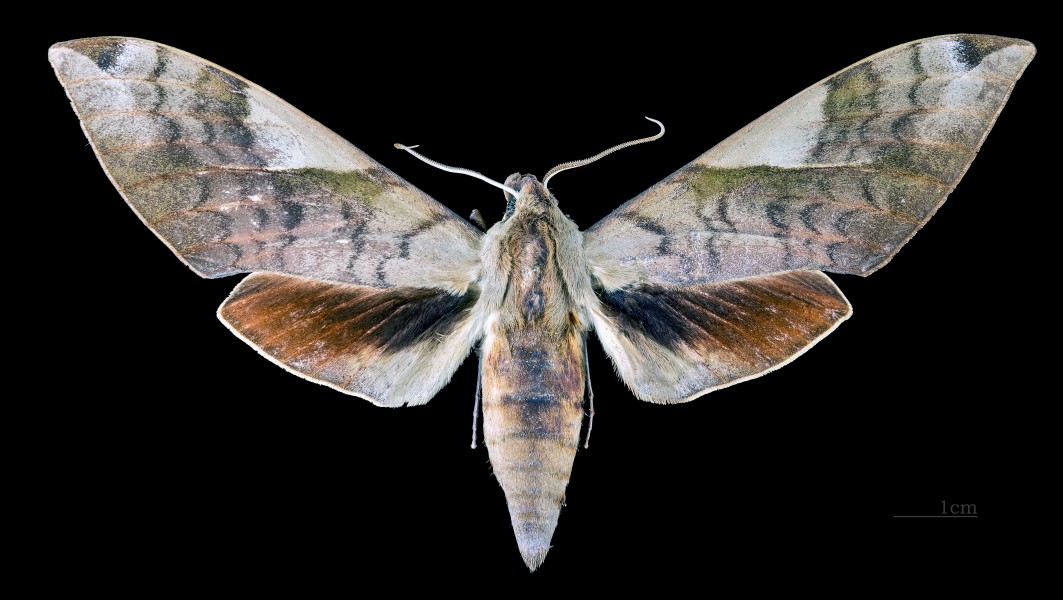 Clanis bilineata bilineata MHNT CUT 2010 0 104 Ban Van Heun Laos male dorsal