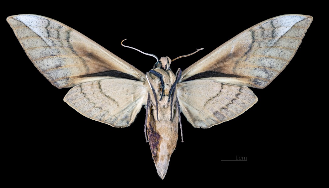 Clanis bilineata bilineata MHNT CUT 2010 0 104 Ban Van Heun Laos male ventral