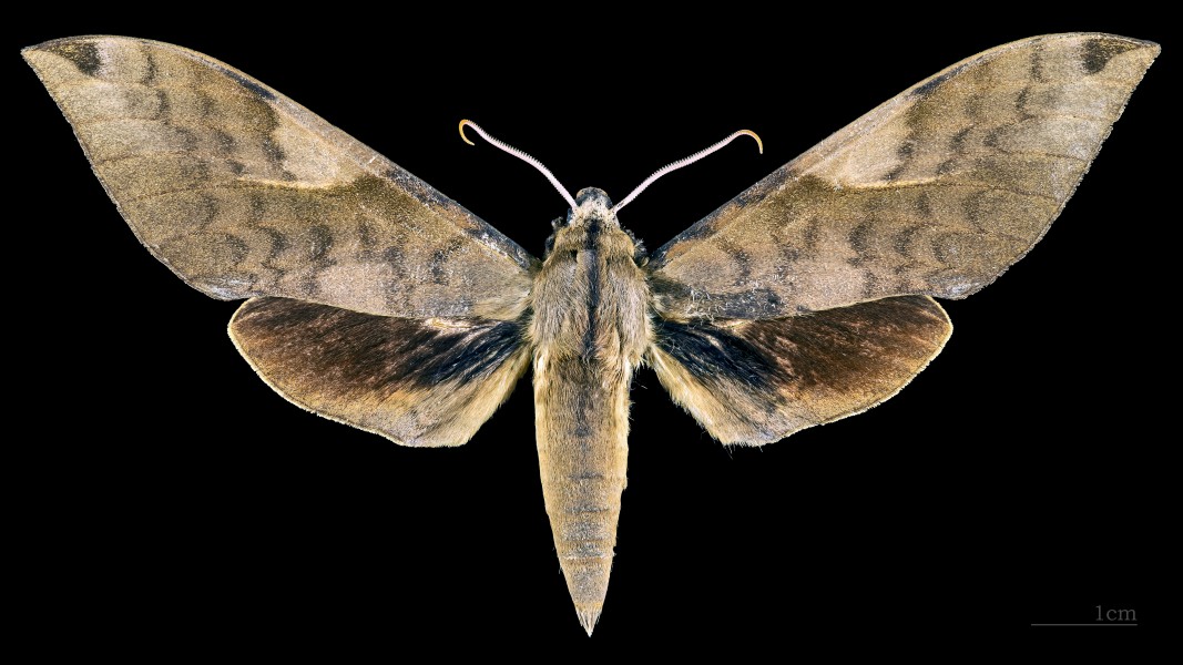 Clanis bilineata formosana MHNT CUT 2010 0 72 Wushe Taiwan male dorsal