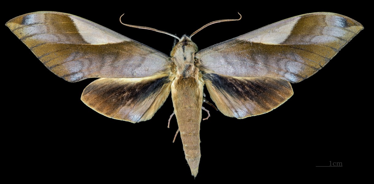 Clanis pratti MHNT CUT 2010 0 104 Ambon Male dorsal